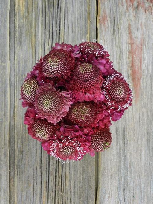 RASPBERRY SCOOP  RED SCABIOSA
